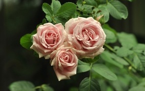 Three pink roses with green petals close-up