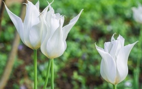 Three white tulips in a flowerbed