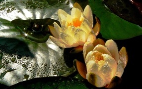 Две мокрых водяных лилии с зеленым листом в пруду