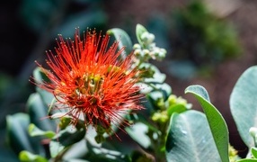 Необычный красный цветок эвкалипта крупным планом