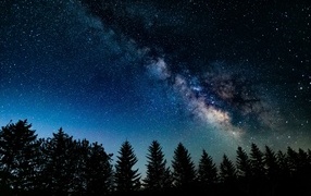 Beautiful starry sky over coniferous forest