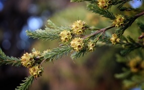Green spruce branch with seeds