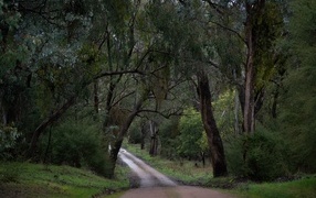 Road among green trees