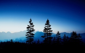 Tall firs in the forest at night