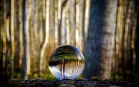 The forest is reflected in a glass ball
