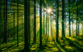 The rays of the bright sun in the moss-covered forest