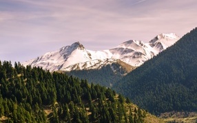 Green firs at the foot of the snow-capped mountains
