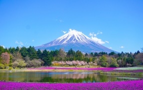 View of snow-capped Mount Fuji near a picturesque lake with flowers