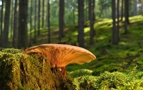 A large mushroom grows on an old stump