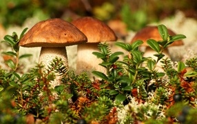 Много грибов растет в зеленой траве