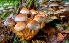Много грибов опят в лесу на дереве