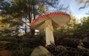 Большой гриб мухомор растет в лесу