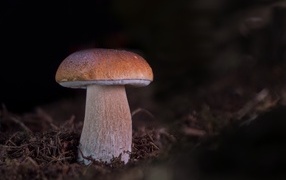 Big porcini mushroom grows in the forest