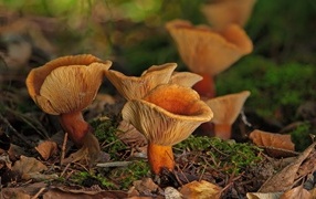 Chanterelle mushrooms on the ground in the forest