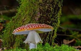 Large fly agaric near a moss-covered tree