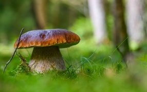 Large porcini mushroom in the forest close-up
