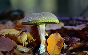 Mushroom grows in fallen leaves in the forest