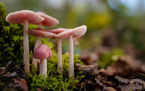 Mushroom pink mycena on moss-covered ground