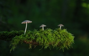 Mushrooms growing on a moss-covered branch