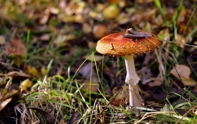 Red fly agaric grows in the grass in the forest