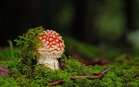 Red fly agaric in green moss