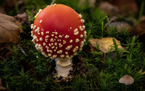 Red fly agaric mushroom with white dots