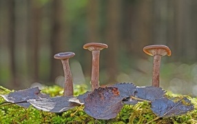 Three mushrooms with foliage in the forest close-up