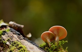 Two chanterelle mushrooms grow on a tree