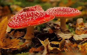 Two large red fly agarics in yellow leaves