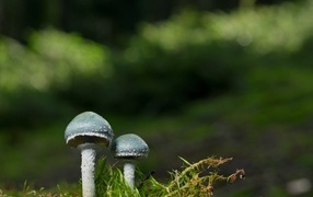 Two mushrooms and green moss close-up