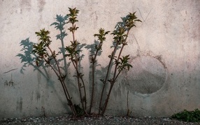 A young tree makes its way against a concrete wall
