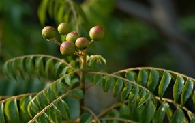 Berry on a tree branch with green leaves