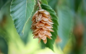 Cone on a branch close-up
