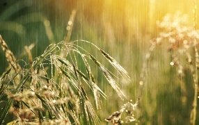 Колосья травы под дождем летом