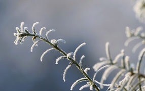 Green grass covered with hoarfrost close-up