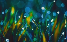Green grass in dew drops closeup