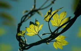 Green hop leaves in the sun