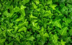 Зеленые листья плюща в каплях воды