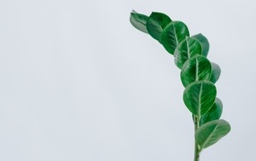 Green leaf of flower on gray background