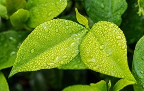 Green leaves in raindrops