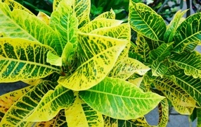 Green leaves of houseplant Croton