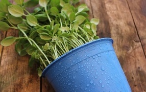 Green plant in a blue pot