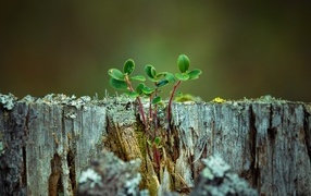 Зеленое растение на сухом пне