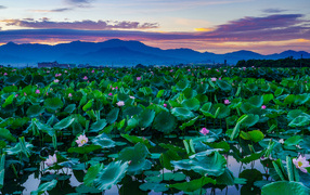 Lake with lotus flowers in the mountains