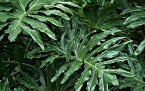 Большие зеленые листья растения филодендрон