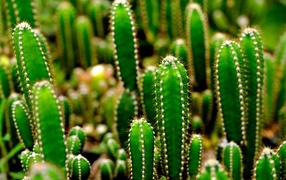 Lots of spiny green cacti