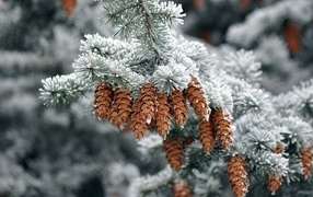 Many cones on a spruce branch in winter