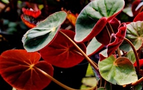 Red begonia leaves close up