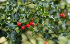 Red berries on a branch with green leaves