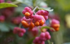 Red berries on an euonymus bush